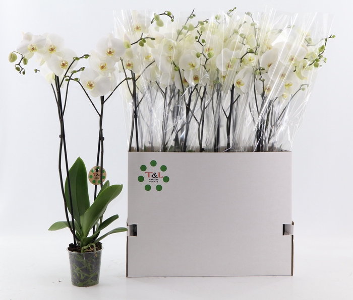 <h4>PHAL OV WIT</h4>