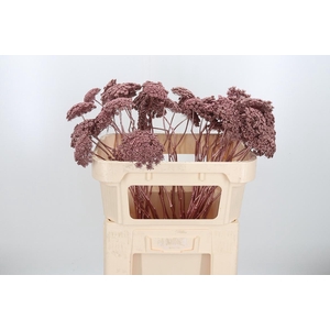 Ammi Zaad Kl Bh Rose Goud