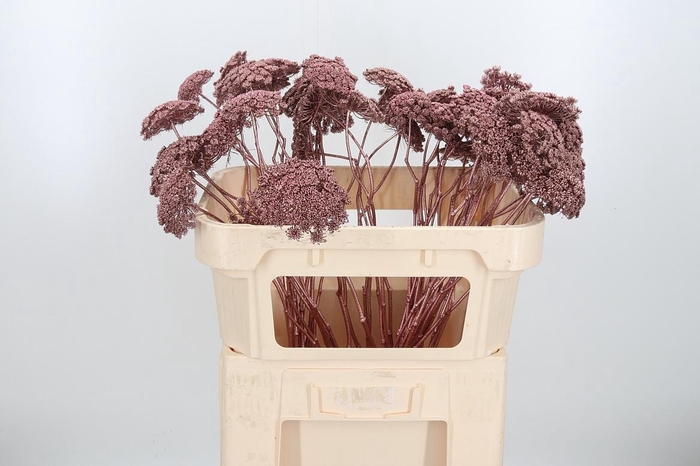 <h4>Ammi Zaad Kl Bh Rose Goud</h4>