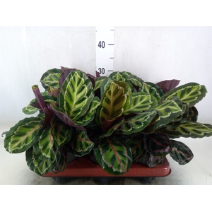 Calathea roseopicta var. illustris