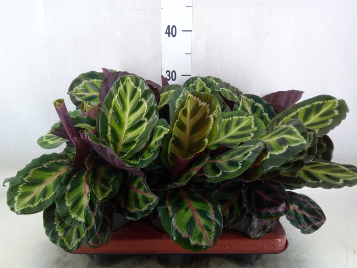 <h4>Calathea roseopicta var. illustris</h4>