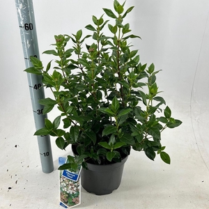 Viburnum tinus C5