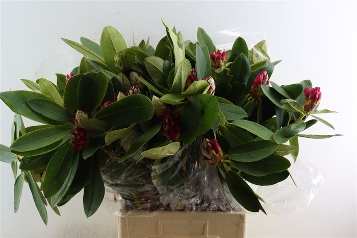 <h4>Rhododendron Bs</h4>
