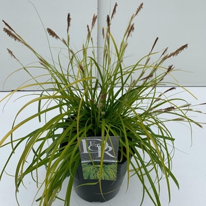 Graminées Carex 'Everillo'