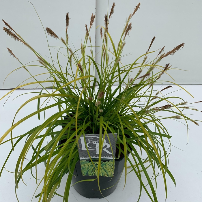 <h4>Graminées Carex 'Everillo'</h4>