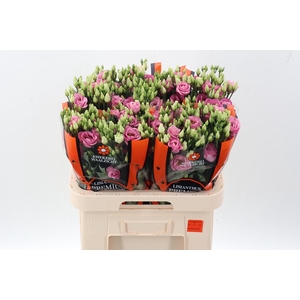 Eus G Rosi Rose Pink