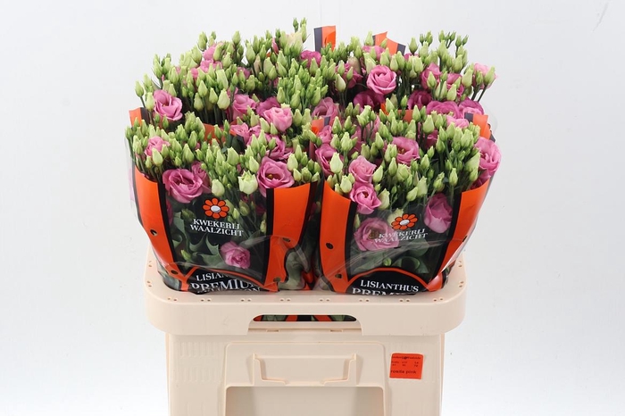 <h4>Eus G Rosi Rose Pink</h4>