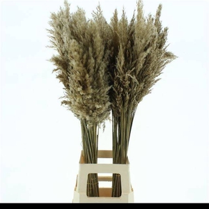 CORTADERIA OV
