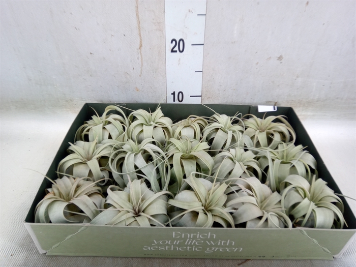 <h4>Tillandsia xerographica</h4>