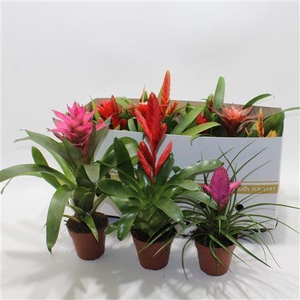 Bromelia Adventure Gemengd 10.5cm (