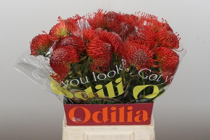 <h4>LEUCO CO SUCCESSION</h4>