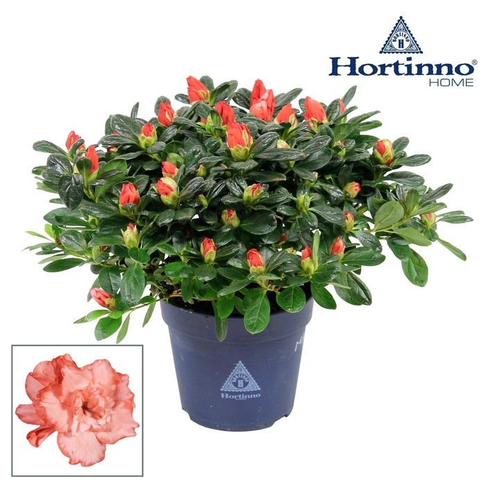 <h4>Hortinno® Home 'bicolor' 25 - 27 cm</h4>