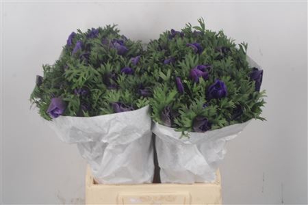 <h4>Anemone Mistral Blue</h4>