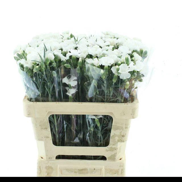 <h4>DI TR SIMPLY SNOW WHITE EXTRA</h4>