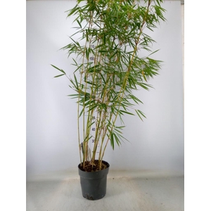 Fargesia robusta 'Campbell'