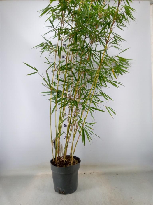 <h4>Fargesia robusta 'Campbell'</h4>