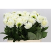 Dahlia Boom Boom White