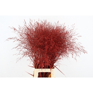 Gras panic warrior Red