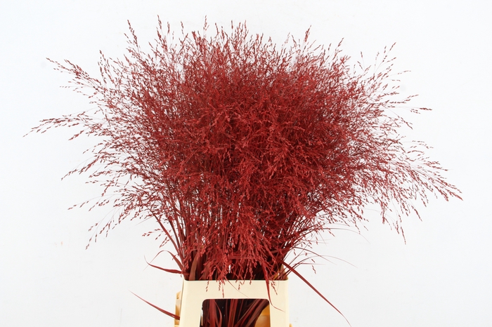 <h4>Gras Panic Warrior Red</h4>