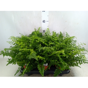 Asplenium  'Parvati'