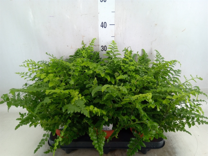 <h4>Asplenium  'Parvati'</h4>