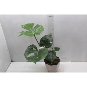 MONSTERA THAI CONSTELLATION P18