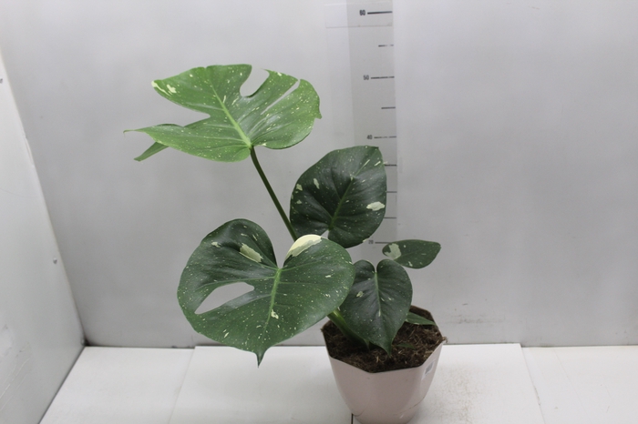 <h4>MONSTERA THAI CONSTELLATION P18</h4>
