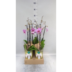 Phalaenopsis   ...lilac
