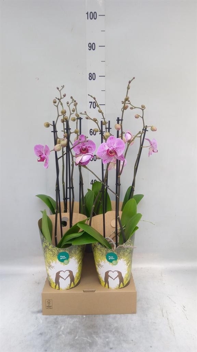 <h4>Phalaenopsis   ...lilac</h4>