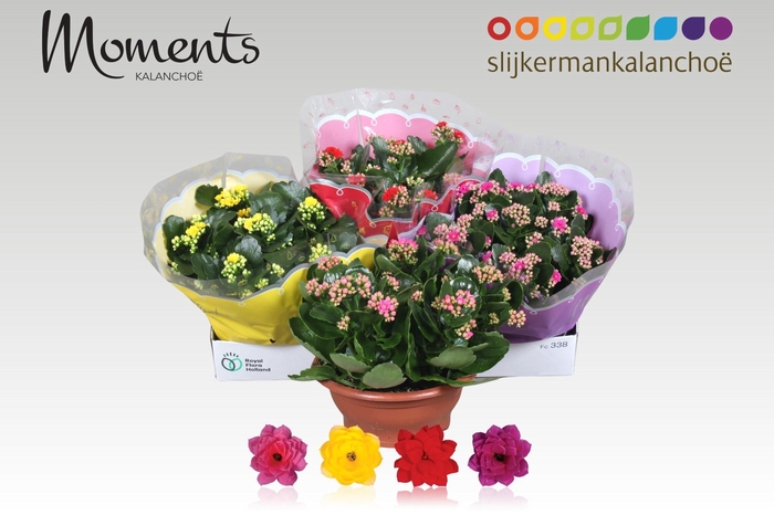 <h4>KAL GE GEM 4 KL</h4>