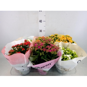 Kalanchoe blos.   ..rosebud mix GR