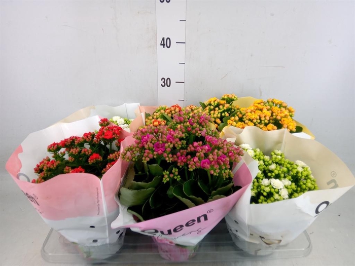 <h4>Kalanchoe blos.   ..rosebud mix GR</h4>
