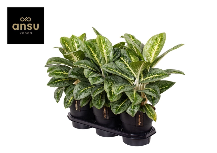 Aglaonema overig