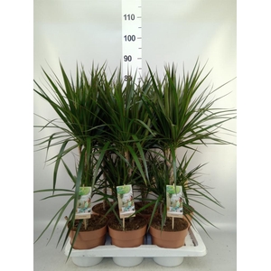 Dracaena marg.
