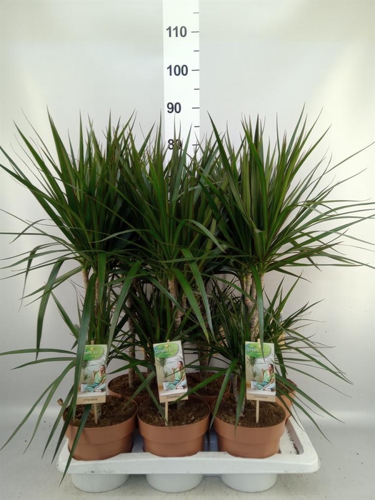 <h4>Dracaena marg.</h4>