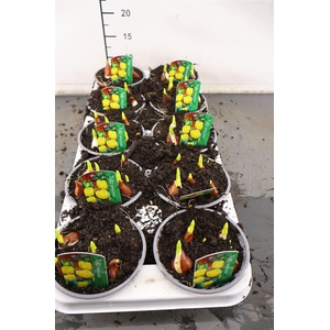 B Tulp 12 Cm. P. Yellow Baby