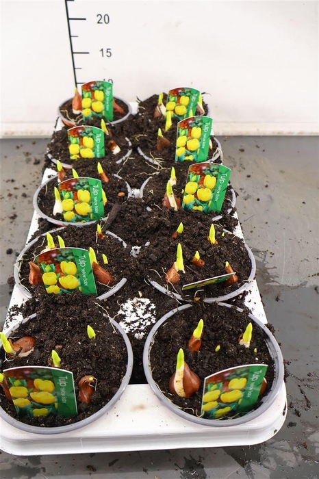 <h4>B Tulp 12 Cm. P. Yellow Baby</h4>