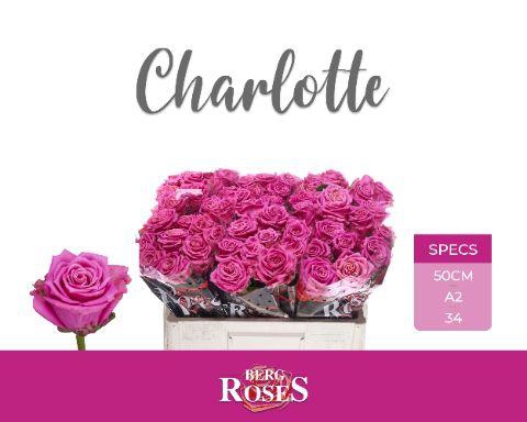 <h4>R GR TAN CHARLOTTE</h4>