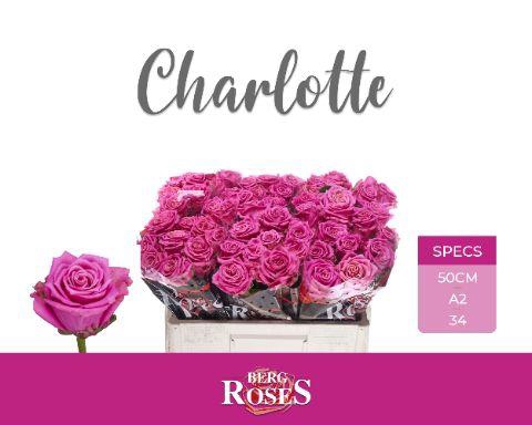 <h4>R GR CHARLOTTE @ A2</h4>