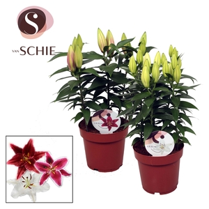 Oriental Compact Mix 19cm