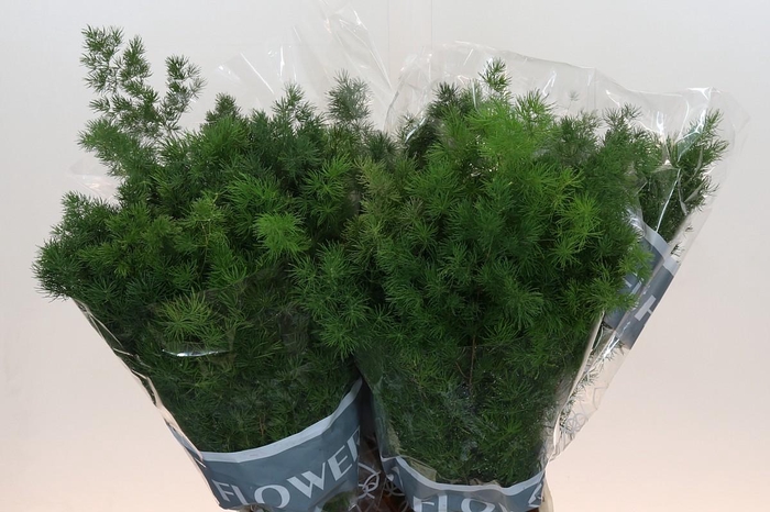 <h4>Asparagus Umbellatus</h4>