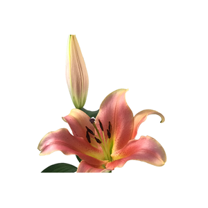LIRIO ZELMIRA