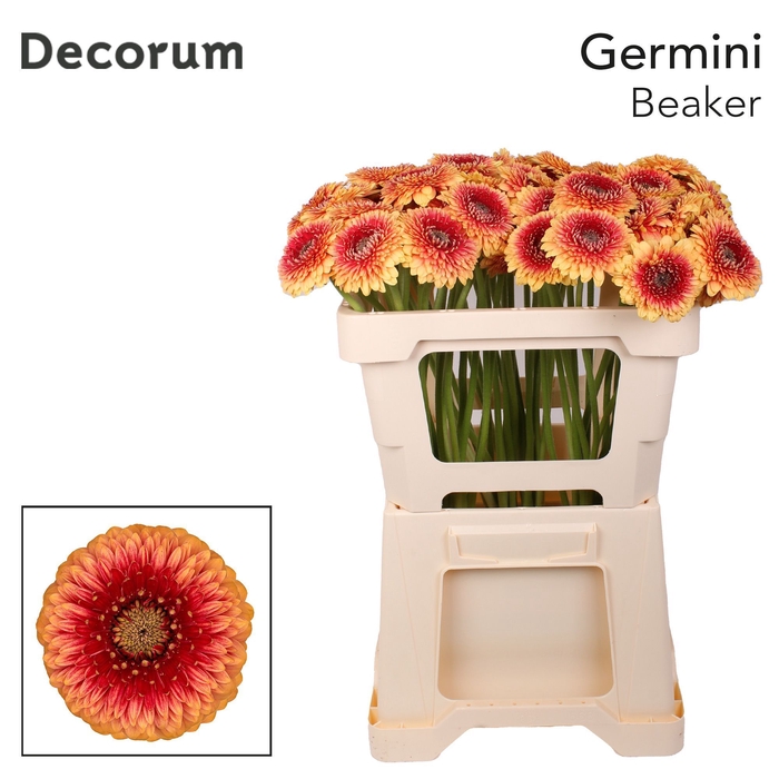 <h4>GE MB BEAKER</h4>