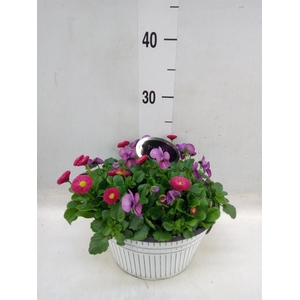 Arr.   Perkplanten L%