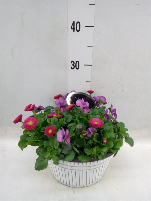 <h4>Arr. Perkplanten L%</h4>