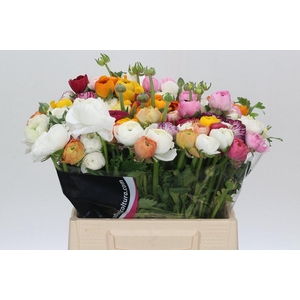 Ranunculus Elegance Rainbow