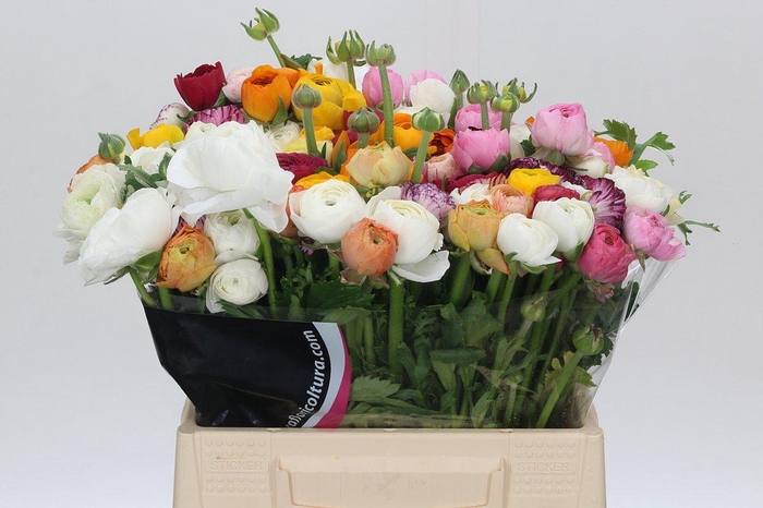 <h4>Ranunculus Elegance Rainbow</h4>