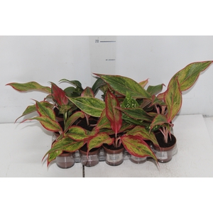 AGLAONEMA VARIADA P06