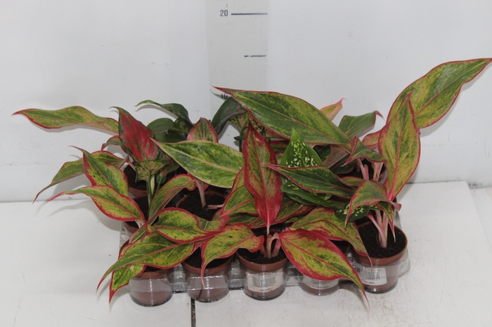 <h4>AGLAONEMA VARIADA P06</h4>