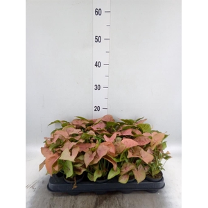 Syngonium  'Red Heart'